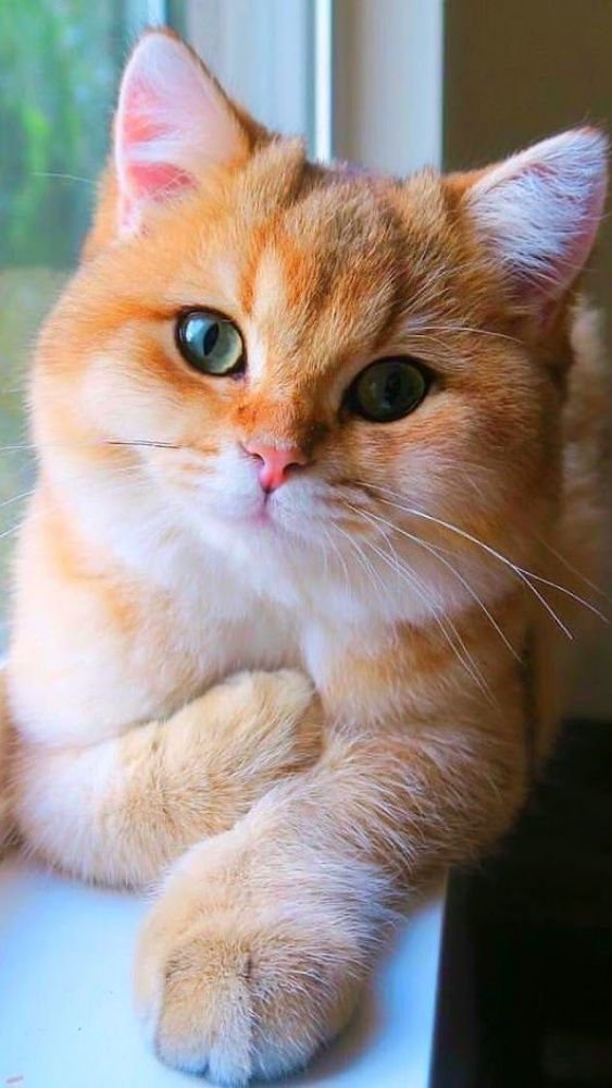 Gatito hermoso mirando a càmara