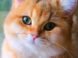 Gatito hermoso mirando a càmara